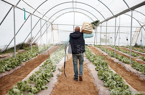 Image of Man, walking or harvesting vegetables in crate, greenhouse land or agriculture field for export logistics sales. Shovel, farmer or farming worker with box for food crops collection or customer retail