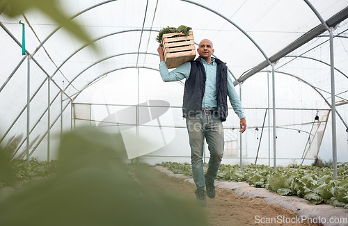 Image of Worker, walking or vegetables crate for agriculture harvesting, greenhouse growth or field produce for export logistics sales. Farmer, man or farming box for food crops collection or customer retail