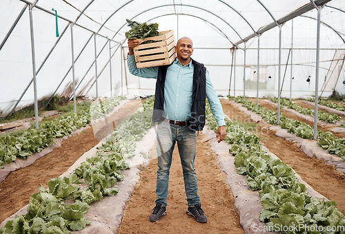 Image of Farmer, portrait and harvesting vegetables in crate, greenhouse land or agriculture field for export logistics sales. Smile, happy or farming man with box for food crops collection or customer retail