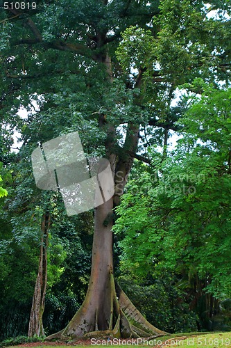 Image of Botanical garden in Singapore