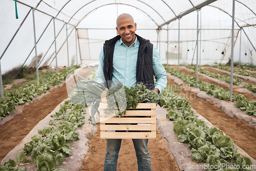 Image of Man, portrait and harvesting vegetables in crate, greenhouse land or agriculture field for export logistics sales. Smile, happy and farmer with container for food crops collection or customer retail