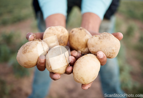 Image of Black man, hands or harvesting potatoes in farm, agriculture field or countryside nature environment in export logistics sales. Zoom, farmer or farming worker and ground vegetables, food or soil crop