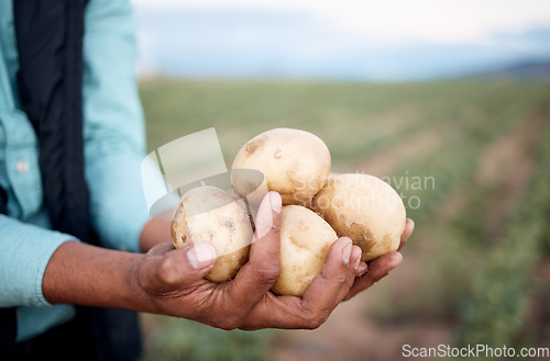 Image of Worker, hands or harvesting potatoes in farm, agriculture field growth or countryside nature environment in export logistics sales. Zoom, black man or farmer with ground vegetables food or soil crops