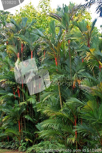 Image of Botanical garden in Singapore