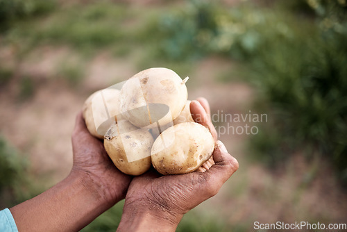 Image of Farmer, hands or harvesting potatoes in farm, agriculture field growth or countryside nature environment in export logistics sales. Zoom, man or farming worker and ground vegetables food or soil crop