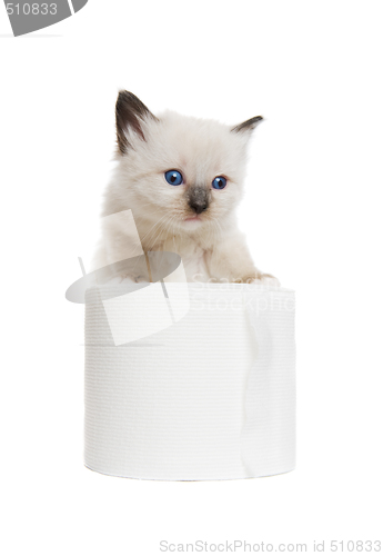 Image of kitten play