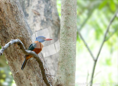 Image of beautiful colorful bird green-backed kingfisher