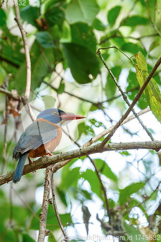 Image of beautiful colorful bird green-backed kingfisher