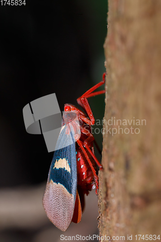 Image of Lantern Bug (Scamandra tethis), Tangkoko Batuangus Nature Reserve, Sulawesi, Indonesia