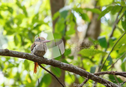 Image of beautiful bird Lilac-cheeked Kingfisher or Celebes flat-billed kingfisher, Cittura cyanotis, sitting on the branch in the green tropical Tangkoko forest. Indonesia wildlife