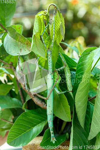 Image of Phasmatodea, Stick insects, Indonesia wildlife