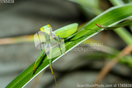 Image of praying mantis on leaf, Sulawesi, Indonesia