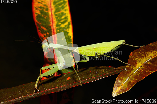 Image of praying mantis on leaf, Sulawesi, Indonesia