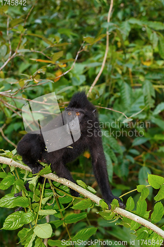 Image of endemic sulawesi monkey Celebes crested macaque