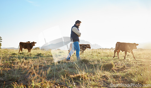 Image of Man, farmer and animals in the countryside for agriculture, travel or natural environment in nature. Male traveler on farm walking on grass field with livestock leading the herd of cattle or cows