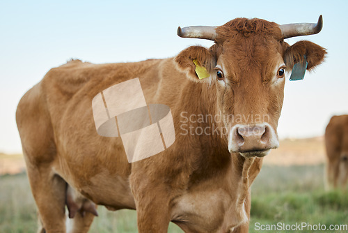 Image of Sustainability, farming and portrait of cow on field, animal in countryside with mountains, sustainable dairy and beef production. Nature, meat and milk farm, cattle grazing on grass in agriculture.