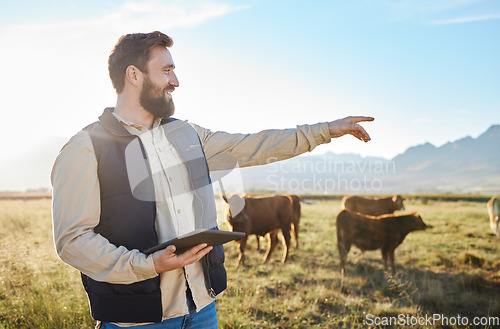 Image of Point, cow or agriculture man with tablet on farm for sustainability, production or industry growth research. Agro, happy or farmer on countryside field for dairy stock, animals or food with smile