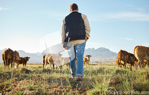 Image of Man, farm and herd of animals in the countryside for agriculture, travel or natural environment. Male farmer walking on grass field with livestock, cattle or cows for nature, growth or sustainability