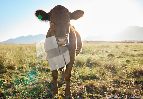 Image of Field, farming and portrait of cow, animal in countryside with mountains and sun, sustainable dairy and beef production. Nature, meat and milk farm, cattle on grass and sustainability in agriculture.