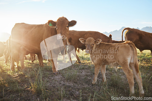 Image of Agriculture, sustainable and cows on a livestock farm for a industry small business in nature. Eco friendly, sustainability and agro field with animals grazing or eating grass in the countryside.