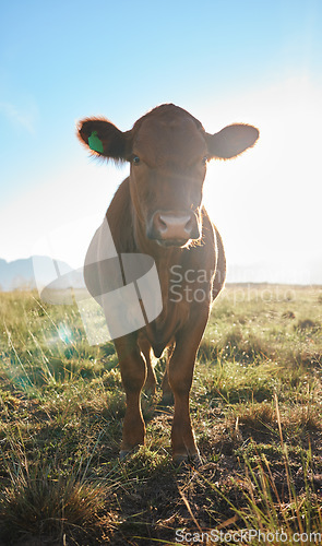 Image of Sun, farming and portrait of cow, animal in countryside with mountains and meadow, sustainable dairy and beef production. Nature, meat and milk farm, cattle on grass and sustainability in agriculture