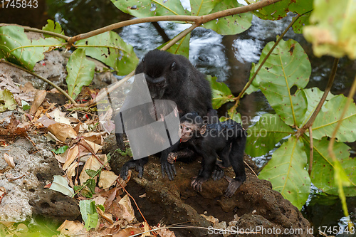 Image of endemic sulawesi monkey Celebes crested macaque
