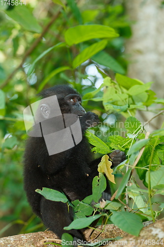 Image of endemic sulawesi monkey Celebes crested macaque