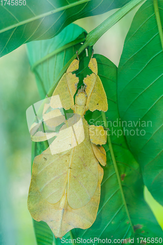 Image of asian insect phyllium giganteum