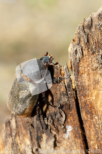 Image of Rhinoceros beetle in Tangkoko rainforest.