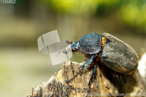 Image of Rhinoceros beetle in Tangkoko rainforest.