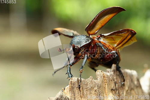 Image of Rhinoceros beetle in Tangkoko rainforest.