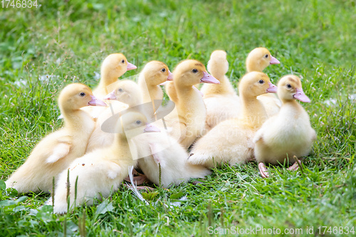 Image of Cute little ducklings in springtime