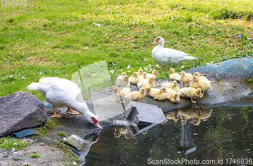 Image of Cute little ducklings in springtime