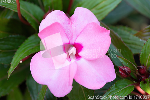 Image of pink flower New Guinea impatiens