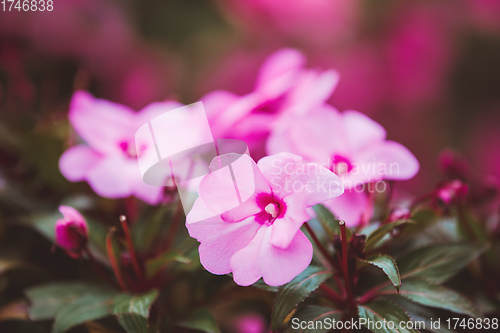 Image of pink flower New Guinea impatiens