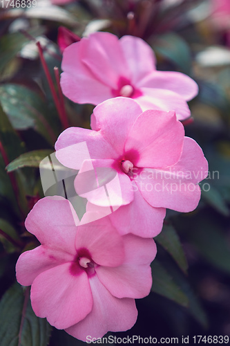 Image of pink flower New Guinea impatiens