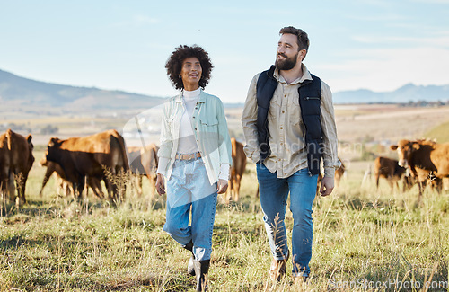 Image of Agriculture, black woman and man on farm, cows for beef production and walking countryside. Farming, African American female, happy male and environment for diary, sustainability and cattle farmers