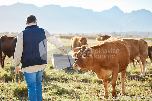 Image of Care, agriculture man or cow worker on farm for sustainability or milk production on nature countryside. Agro, grass or farmer on small business field land for dairy, animals or ecology with cattle