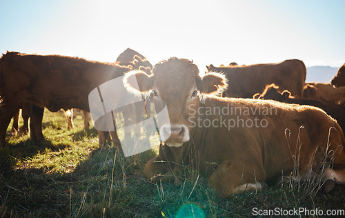 Image of Summer farm, sustainability and cows on field, happy animals in countryside with mountains, sustainable dairy and beef production. Nature, meat and milk farming, cattle on grass in eco agriculture.