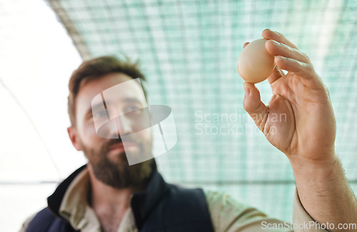 Image of Agriculture, farm and farmer with egg in hand for inspection, growth production and health check. Poultry farming, food industry and man with chicken eggs for export, protein sale and quality control