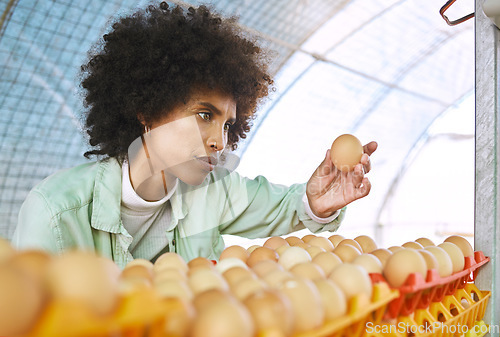 Image of Farm, agriculture and black woman check egg for inspection, growth production and food industry. Poultry farming, livestock and female farmer with chicken eggs for order, protein and quality control