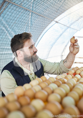 Image of Farm, agriculture and farmer with egg for inspection, growth production and food industry. Poultry farming, countryside and man checking chicken eggs for order, protein market and quality control