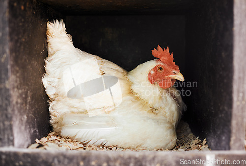 Image of Chicken, livestock with agriculture and animal on farm, poultry farming with organic free range product. Hen in coop closeup, agro business and sustainability with bird, farmer industry with protein