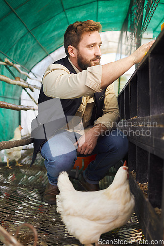 Image of Chicken farming, man and bird with production for protein, food or organic meat in agriculture industry. Farmer, poultry expert and inspection of animal for health, wellness or sustainability at farm