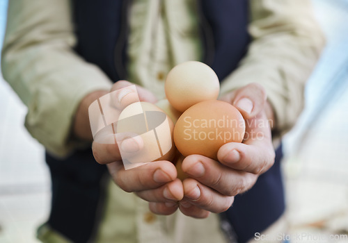 Image of Agriculture, farm and farmer with egg in hands for inspection, protein production and food industry. Poultry farming, countryside and man with chicken eggs for nature, livestock and quality control