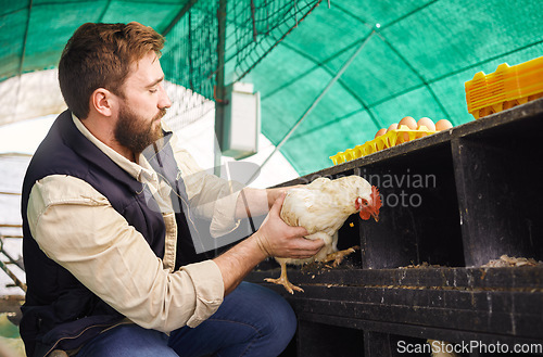 Image of Man, chicken farmer and bird with eggs for protein, food or organic meat product in agriculture industry. Farmer, poultry expert or inspection of animal for health, wellness or sustainability at farm