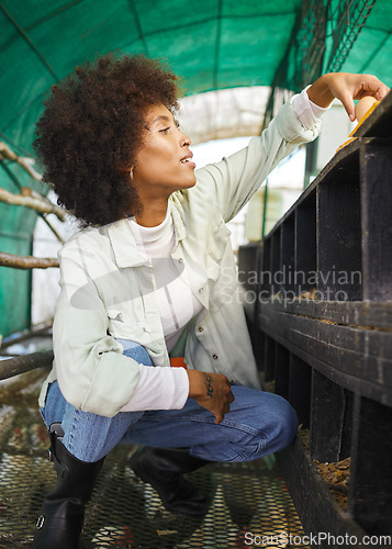 Image of Sustainability, farming and black woman collecting eggs in barn or chicken coop, management in sustainable business. Food, agriculture and female egg farmer on poultry farm checking produce quality.