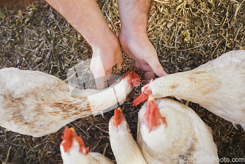 Image of Top view, farmer or hands feeding chickens in nature, countryside land or farming field for growth management. Man, seeds or poultry birds food for sustainability agro health in meat trade industry