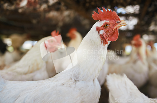 Image of Chicken zoom, sustainability farm and birds on grass with no people in the countryside. Agro production, field and egg product business of livestock and animals for sustainable eco friendly farming