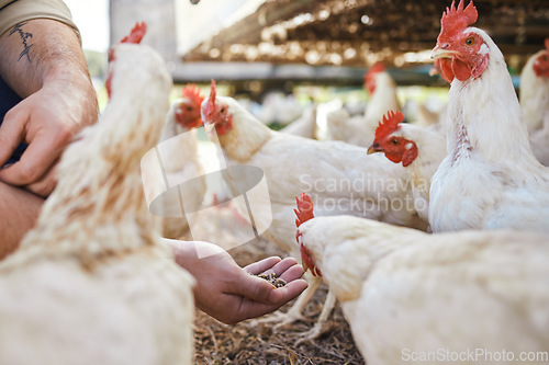 Image of Hands, chicken and seeds at outdoor farm for growth, health and development with sustainable agriculture. Man, farmer and poultry expert for birds, eggs and meat for protein diet in countryside field